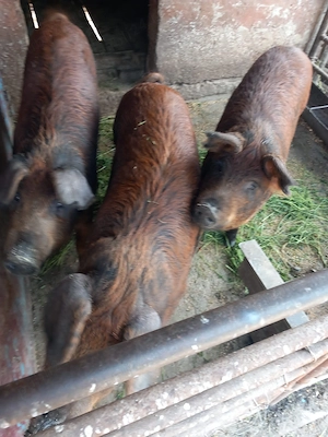 Porci mangalita de vânzare 