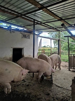 porci de vanzare  - imagine 2