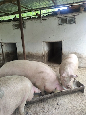 porci de vanzare 