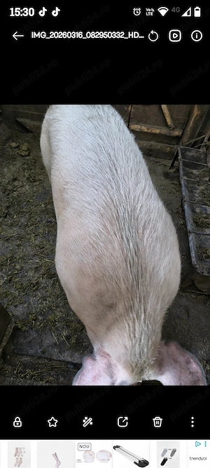 Porci mari de vânzare 