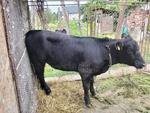 Vand vitele Angus