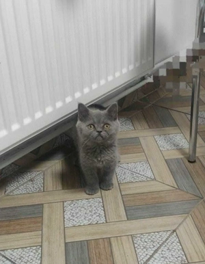 british shorthair blue