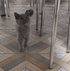 british shorthair blue - imagine 2