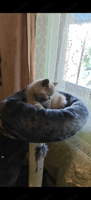 Pui British Shorthair Blue