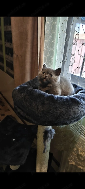 Pui British Shorthair Blue - imagine 2