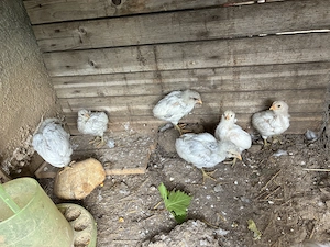 Vand 6 pui araucana