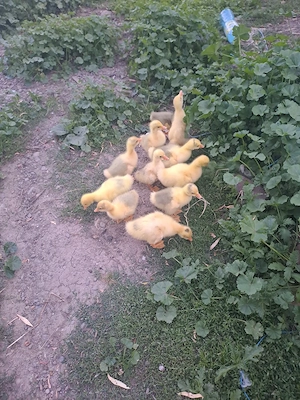 Vand boboci de gâscă 