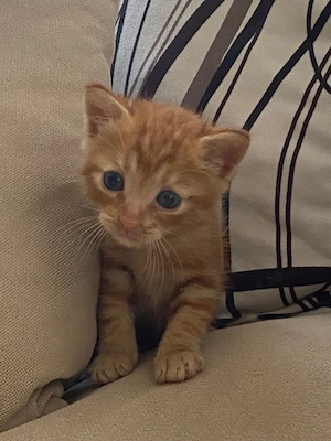 British Shorthair orange