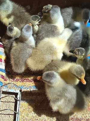 Vand Boboci gașca 