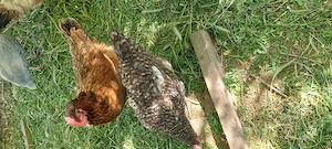 Vând cocoși și găini 