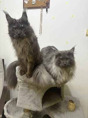 2 Maine Coon, fata și baiat, pret per amandoi, inca nu au avut pui