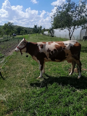 Vând vaca  la prima fătare cu tot cu vitica  - imagine 3