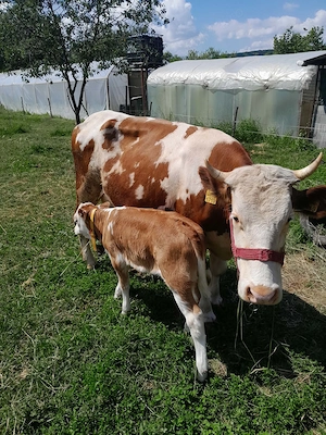 Vând vaca  la prima fătare cu tot cu vitica  - imagine 4
