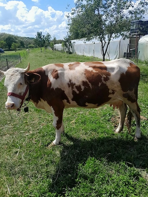 Vând vaca  la prima fătare cu tot cu vitica  - imagine 5