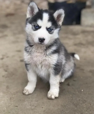 Husky Siberian fetiță 