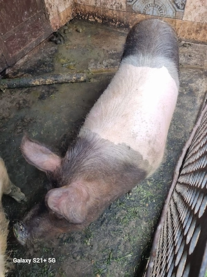vand un porc  - imagine 3