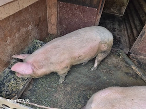 vand un porc  - imagine 2