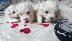 cateii bichon maltez 