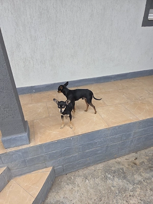 pinscher pitic de vanzare