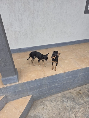 pinscher pitic de vanzare - imagine 2