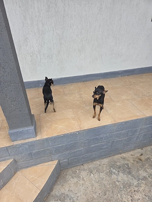 pinscher pitic de vanzare - imagine 3