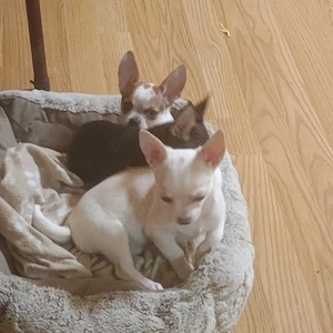 Fetita 5 Luni Chihuahua Mini Toy - imagine 2