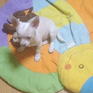Catelusi Chihuahua Mini Toy
