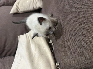  Puiuț Siamese Colorpoint   Băiețel adorabil își caută familie iubitoare  - imagine 4