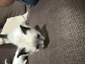  Puiuț Siamese Colorpoint   Băiețel adorabil își caută familie iubitoare  - imagine 2
