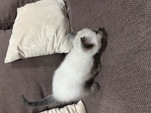  Puiuț Siamese Colorpoint   Băiețel adorabil își caută familie iubitoare  - imagine 3
