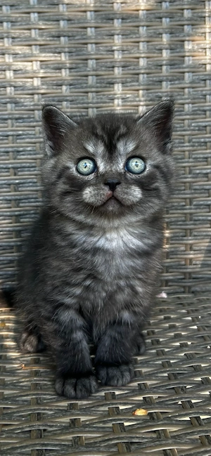 Pui british sorthair smoke black tabby superbi - imagine 3