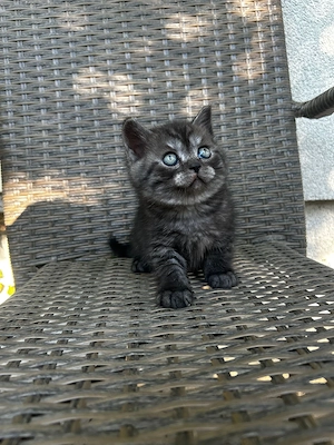 Pui british sorthair smoke black tabby superbi - imagine 4
