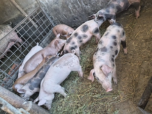 Vând porci de carne