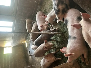 Vand porci intre 70-120 kg