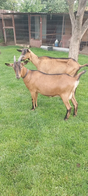 De vânzare capra alpina 