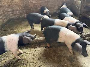 purcei porci soldani  - imagine 3