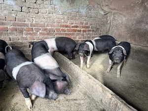 purcei porci soldani  - imagine 4