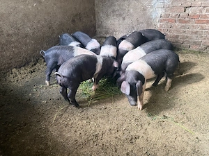 purcei porci soldani  - imagine 5