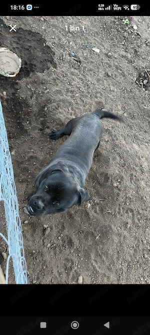 donez cane corso cu pedigree 