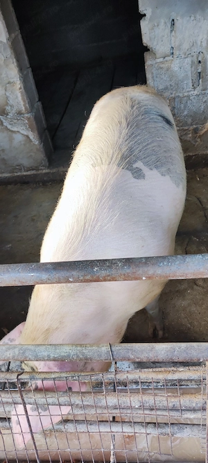 Vand porc gras sau o jumătate  - imagine 2