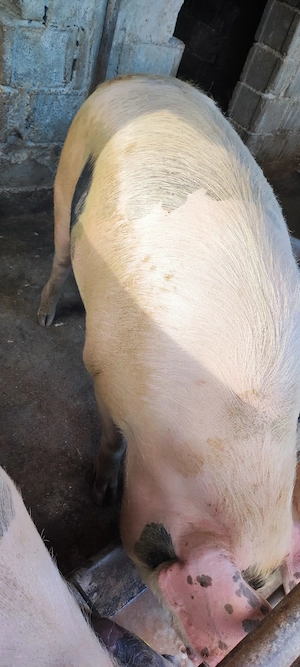 Vand porc gras