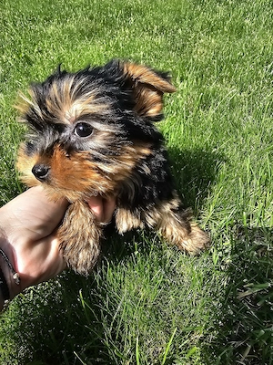 yorky mini toy - imagine 5