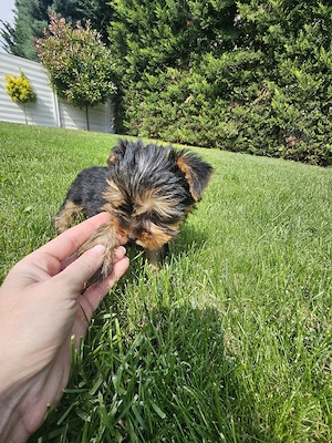 yorky mini toy - imagine 4