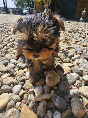 yorky mini toy - imagine 2