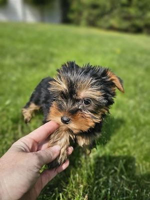 yorky mini toy
