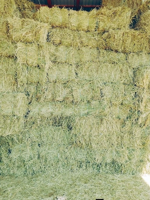  2500 Baloți lucernă .