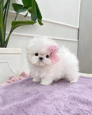 bichon maltez mini toy  - imagine 2