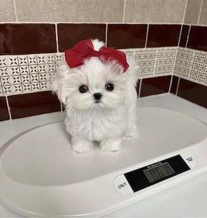 Bichon Maltez Mini Toy 