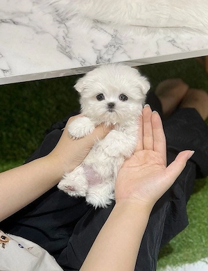 Bichon Maltez Mini Toy 