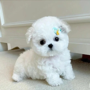 Bichon Maltez Mini Toy  - imagine 2